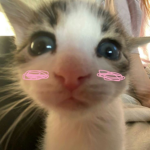 Kitten witten