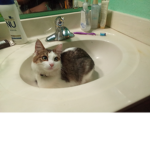 luna rip i missed u