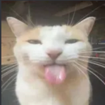 Cat's MM2 (meow)