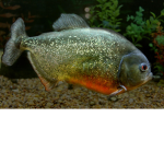 Piranha Clothing