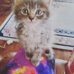 bluegirlkitten2