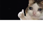 Cat meme fan club