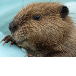 Butterflies and Beavers!