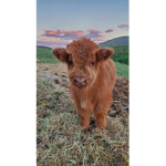Cows Cafe <3