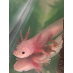 * axolotls *