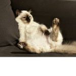 MEET MY CAT!