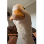 Duck [FAN of DUCK]