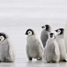 Penguin sim (castle update)