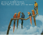 The Curious Birds Group