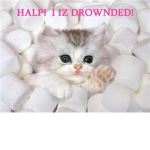 KittyCatArmy