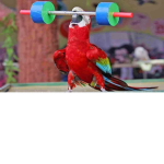 THE BIRD SQUAD!!