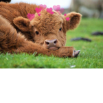 olivia’s cows