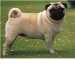 The Pug lovers Empire