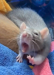 Rat_cats!