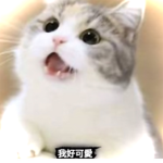 台灣小可愛群組