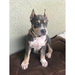 Ruby awsome