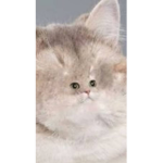 The floppy cats