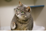 The Domain of the Cats (DOTC)