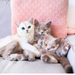 the sweetest cats