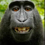 monke gang gang gang