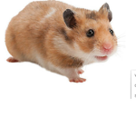 Super hamster fan group