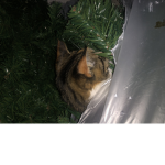 Cat in Christmas tree hehehehehehehehe