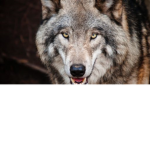 The pizza wolf