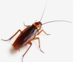 Roachdiorbaddiesslay