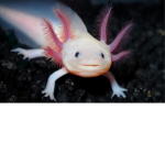 the robloxian axolotl