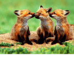 Furry role_ Play