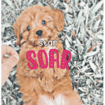 starsoars