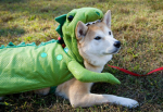 Doge and the homies