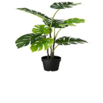 Team plant yes