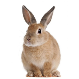 BUNNYTOPOLIS