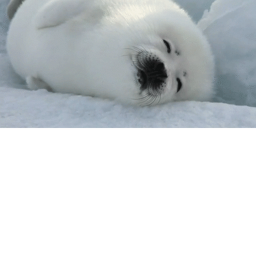 Guess that seal!!