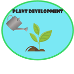 Plant's Development