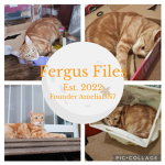 The Fergus Files