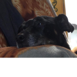 The Dogs suporrt Group