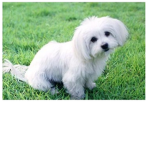 korea dog club