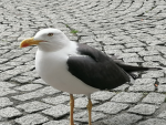 YoUr FREIND STEVe