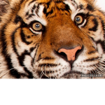 The official tiger group