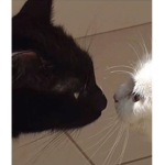 spookყ