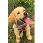 >chiot family<