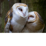 Moonlight Owls