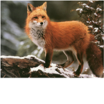 The_Foxes