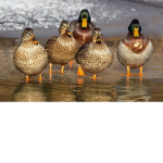 The Ducky Sqaud.