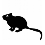 iik's rats