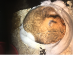 Hamster :>