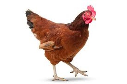 FRESH MEAT