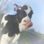 The squad of cows!!